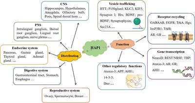 Research advances in huntingtin-associated protein 1 and its application prospects in diseases